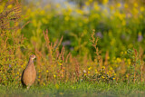 Image. Jagdfasan