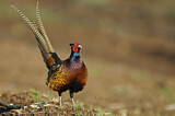 Image. Jagdfasan