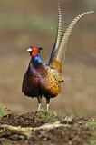 Image. Jagdfasan