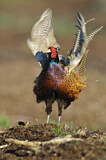 Image. Jagdfasan