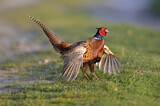Image. Jagdfasan
