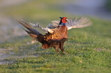 Image. Jagdfasan