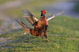 Image. Jagdfasan