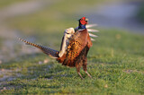 Image. Jagdfasan