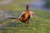 Image. Jagdfasan