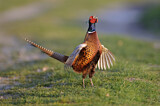 Image. Jagdfasan