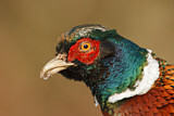 Image. Jagdfasan