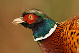Image. Jagdfasan