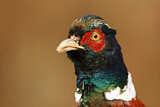 Image. Jagdfasan