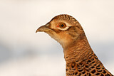 Image. Jagdfasan