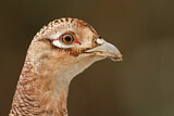 Image. Jagdfasan