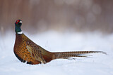 Image. Jagdfasan