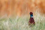 Image. Jagdfasan
