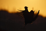 Image. Jagdfasan