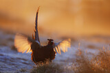 Image. Jagdfasan