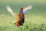 Image. Jagdfasan