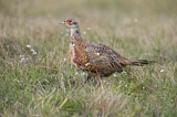 Image. Jagdfasan