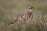 Image. Jagdfasan
