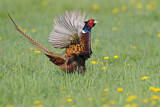 Image. Jagdfasan