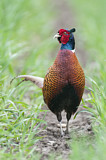 Image. Jagdfasan