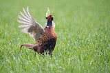 Image. Jagdfasan