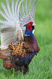 Image. Jagdfasan
