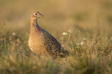 Image. Jagdfasan