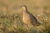 Image. Jagdfasan