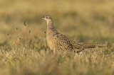 Image. Jagdfasan