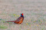 Image. Jagdfasan