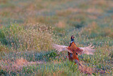 Image. Jagdfasan
