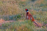 Image. Jagdfasan