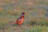 Image. Jagdfasan