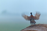 Image. Jagdfasan
