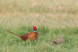 Image. Jagdfasan