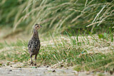 Image. Jagdfasan
