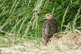 Image. Jagdfasan