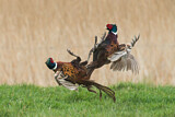 Image. Jagdfasan