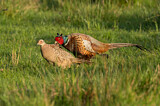 Image. Jagdfasan