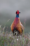 Image. Jagdfasan
