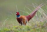 Image. Jagdfasan