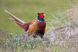 Image. Jagdfasan