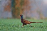 Image. Jagdfasan