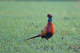 Image. Jagdfasan