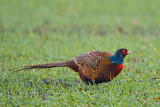 Image. Jagdfasan