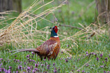 Image. Jagdfasan
