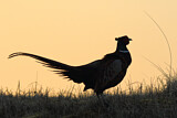 Image. Jagdfasan