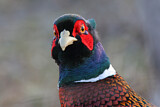 Image. Jagdfasan