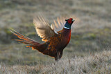 Image. Jagdfasan