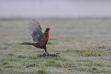 Image. Jagdfasan